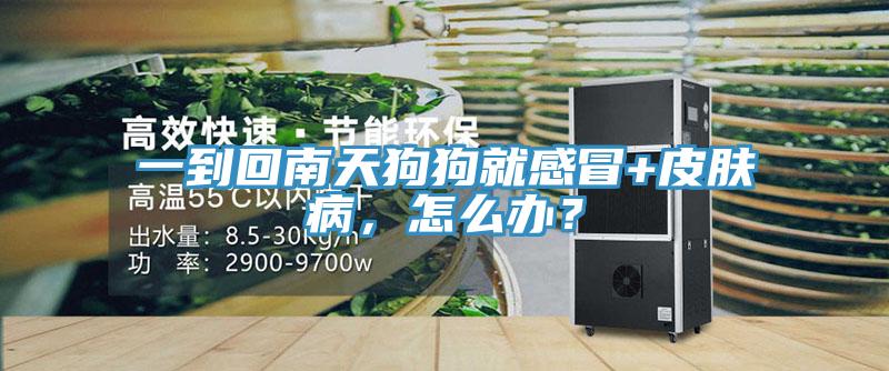 一到回南天狗狗就感冒+皮膚病，怎么辦？