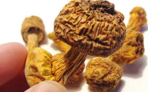 巴西菇、姬松茸烘干機-怎樣烘干色澤好且菇體褶片完整？