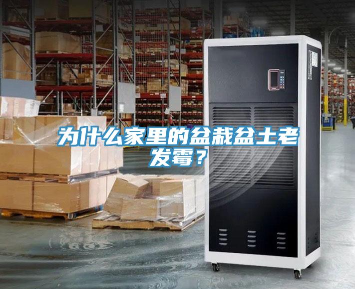 為什么家里的盆栽盆土老發(fā)霉？