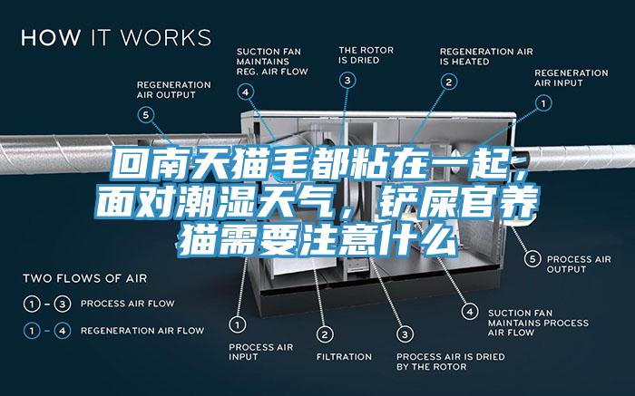 回南天貓毛都粘在一起，面對潮濕天氣，鏟屎官養(yǎng)貓需要注意什么