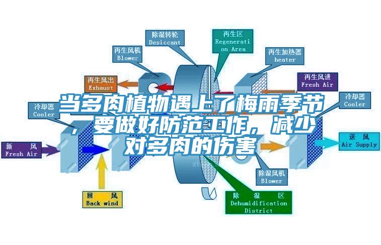 當(dāng)多肉植物遇上了梅雨季節(jié)，要做好防范工作，減少對多肉的傷害