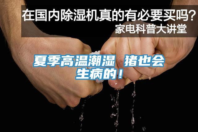 夏季高溫潮濕 豬也會(huì)生病的！