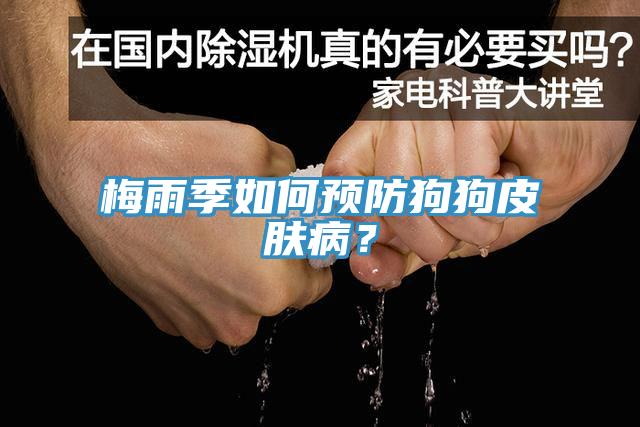 梅雨季如何預(yù)防狗狗皮膚??？