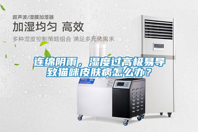 連綿陰雨，濕度過高極易導(dǎo)致貓咪皮膚病怎么辦？