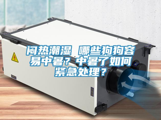 悶熱潮濕 哪些狗狗容易中暑？中暑了如何緊急處理？
