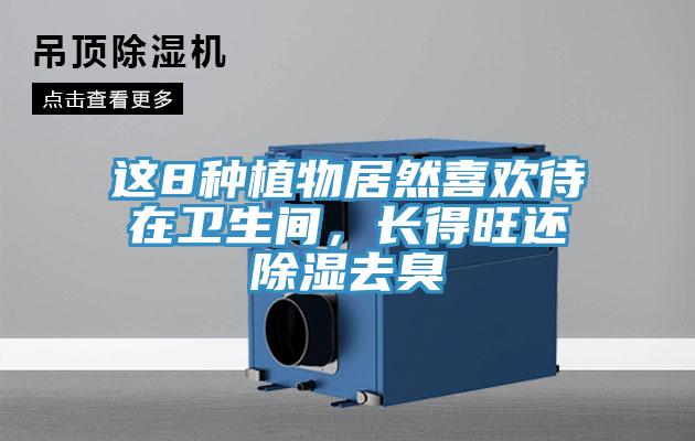 這8種植物居然喜歡待在衛(wèi)生間，長得旺還除濕去臭